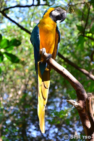 Macaw auf Baum im Parque Historico Guayaquil, Ecuador