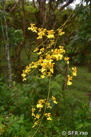 Oncidium Orchideen