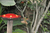 Kolibris am Feeder, Ecuador
