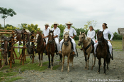 Gruppe von Reitern auf Paso Peruanos in Ecuador