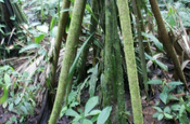 Visola Stelz Wurzeln im Reservat La Perla in Ecuador