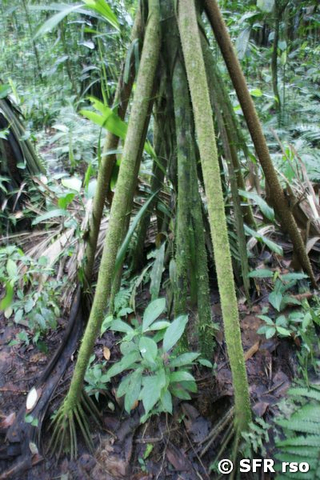 Visola Stelz Wurzeln im Reservat La Perla in Ecuador