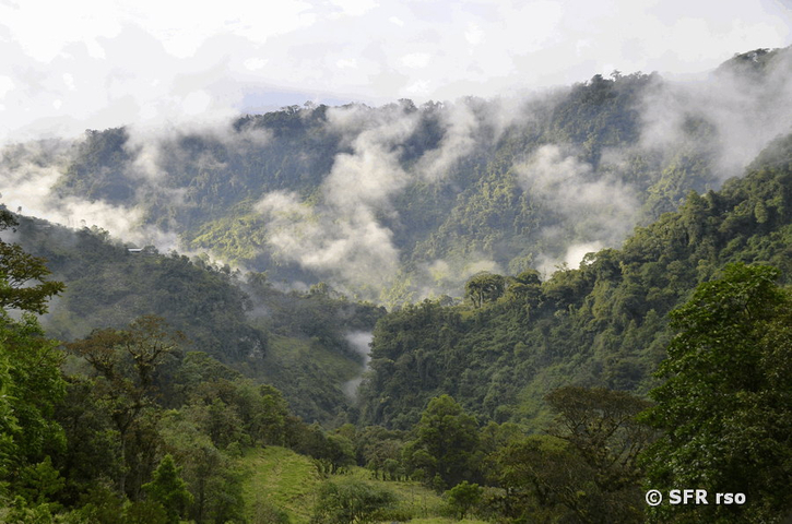 Bergnebelwald bei Guango Lodge Ecuador