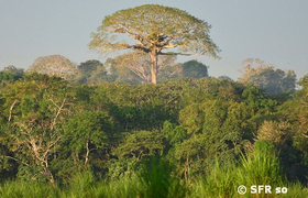 Riesenbaum im Urwald Ecuadors
