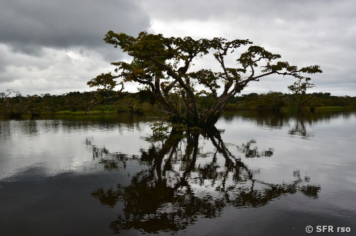 Macrolobium Bäume in der Laguna Grande Cuyabeno, Ecuador