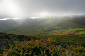 Miconia Robinsoniana Landschaft, Galapagos
