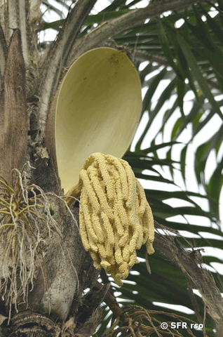 Palme Blütenstand Attalea insignis in Ecuador