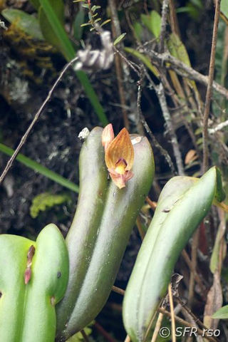 Pleurothallis Bivalvis Orchidee im Reservat Yanacocha in Ecuador