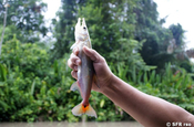 Fisch Rio Napo in Ecuador