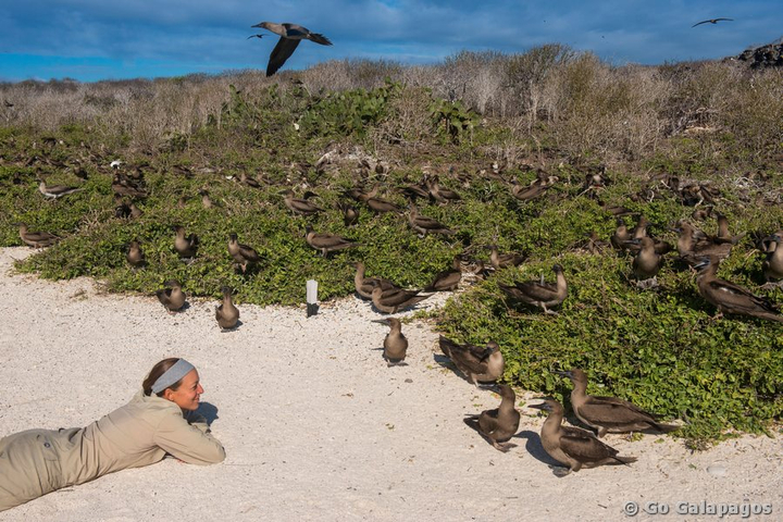 Jung mit Rotfußtölpel auf Genovesa, Galapagos