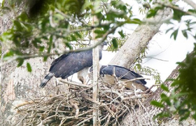 Harpye Eagle in nest Sacha Lodge Jungle Ecuador 