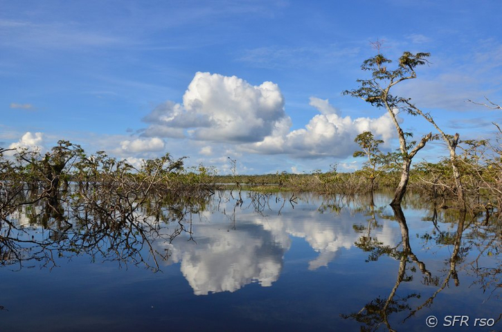 Canangueno Lagune im Nationalpark Cuyabeno in Ecuador