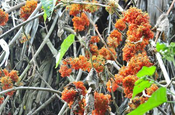 Lianenblueten im Nationalpark Machalilla in Ecuador