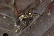 Camponotus Sericeiventris Reservat Forestal la Perla Ecuador