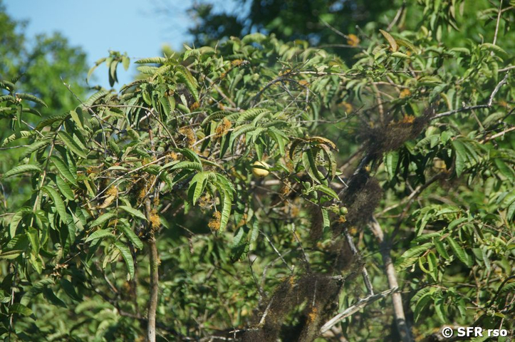 Guavenbaum Psidium guajava Galapagos