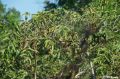 Guavenbaum Psidium guajava Galapagos