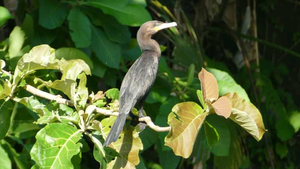 sitzender Kormoran Pazifikküste Ecuador