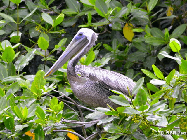 Pelikan