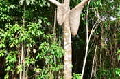 Baumtermiten in Ecuador