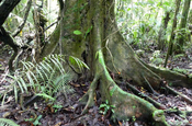 Baumwurzeln im Nationalpark Yasuni in Ecuador
