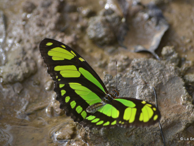 Schmetterling