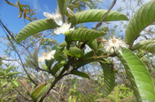Guavenbaum Psidium guajava Blüte Insel Isabela Galapagos