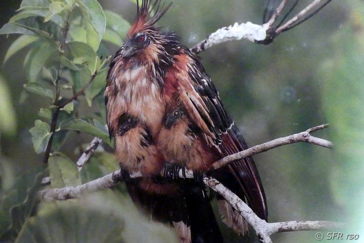 Hoatzin jung mit Kuecken unter Fluegeln in Ecuador