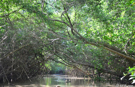 Mangrovenwald Ecuador
