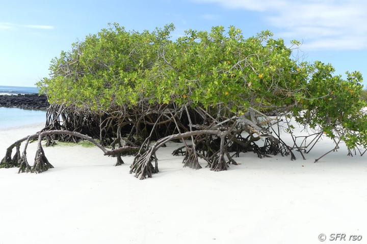 Rote Mangrove am Turtle Bay, Galapagos
