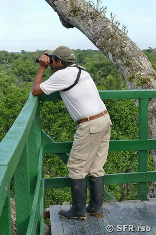 Aussichtsplattform Baum Napo Wildlife Center Ecuador