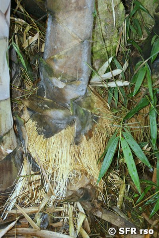 Bambus Wurzeln in Ecuador