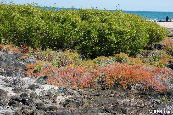 Sesuvie sesuvium edmonstonei Teppich Galapagos