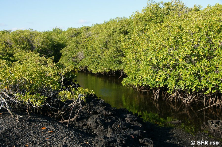Mangrovenkanal in Las Tintoreras, Galapagos
