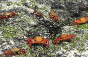 Rote Klippenkrabbe Grapsus grapsus zwischen Algen Galapagos