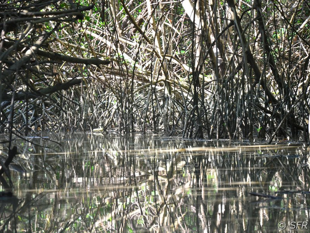 Kanal durch rote Mangroven