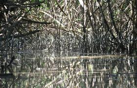 Kanal durch rote Mangroven