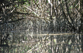 Kanal durch rote Mangroven