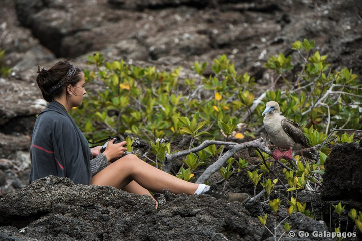 Vis a vis mit Rotfußtölpel, Galapagos