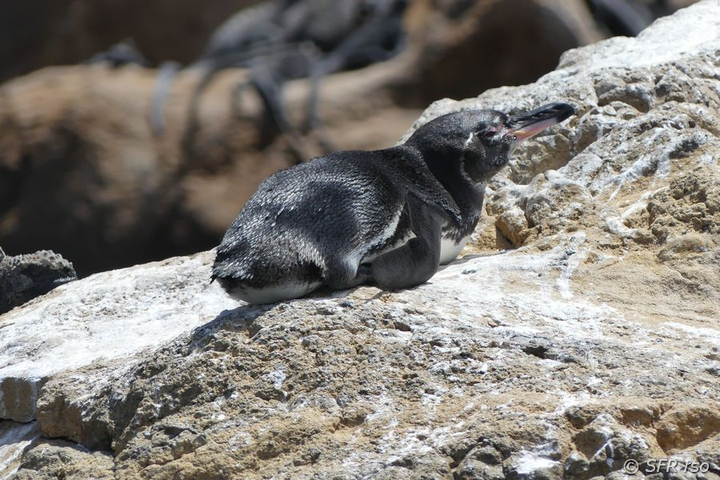 Humboldtpinguin in Punta Vicente Roca, Galapagos