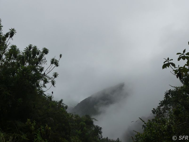 Bergnebelwald Yanacocha
