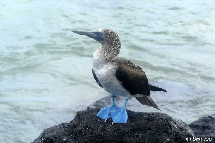 Blaufusstölpel Sula nebouxii w auf Lavafels Galapagos