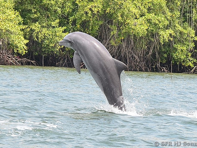 Delphin
