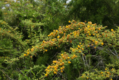 Mimosengewächs Mimosa Santa Cruz Galapagos