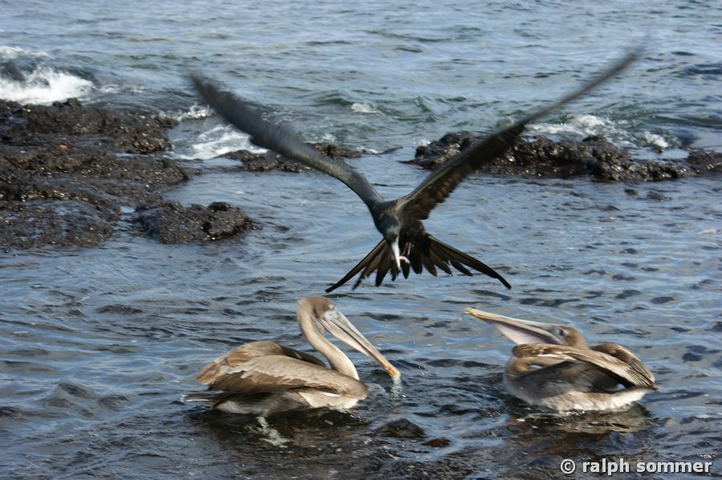 Prachtfregattvogel Fregata magnificens Pelikane Attacke Galapagos