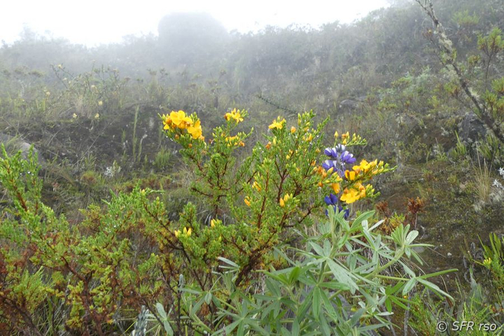 Romerillo (Hypericum laricifolium) in Ecuador