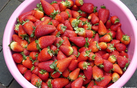 Erdbeeren auf dem Markt in Sangolqui