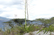 Agave Stamm in Ecuador