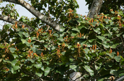 Balsabaum Ochroma Pyramidale Blüten Galapagos