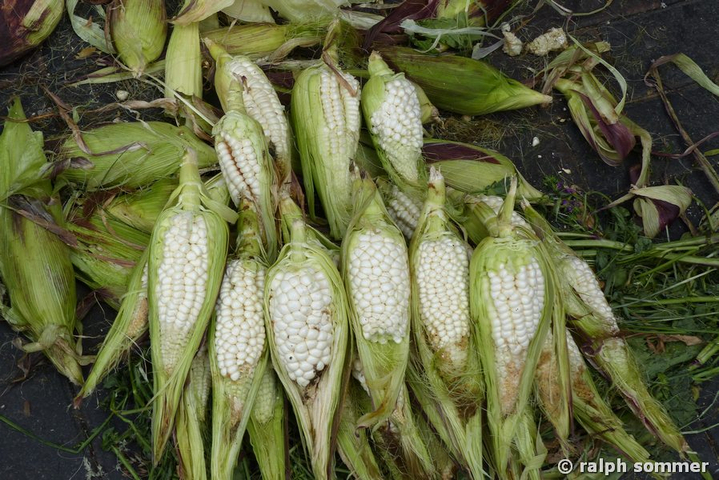 Frischer Mais in Ecuador