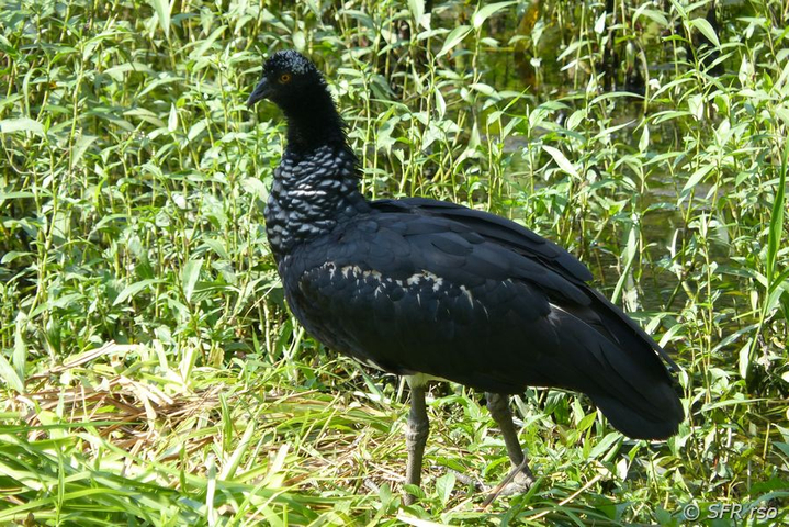 Hornwehrvogel in Ecuador